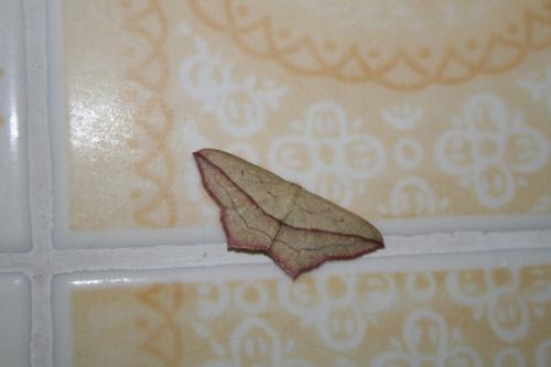 Réf. 28 316 : Timandra comae