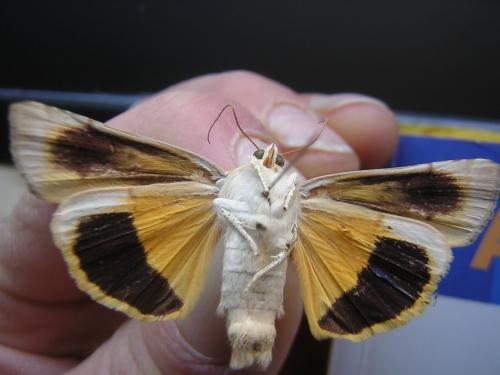 Noctua fimbriata
