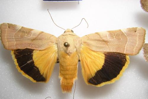Noctua fimbriata