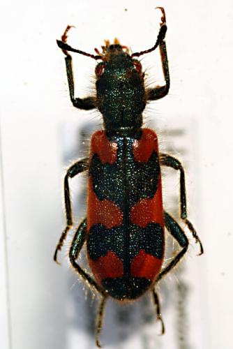 Trichodes creticus