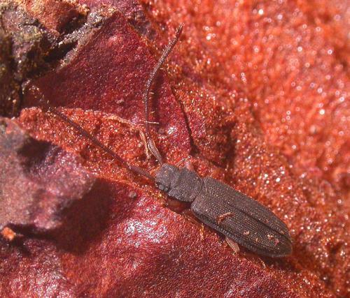 Réf. 28 452 : Uleiota planatus