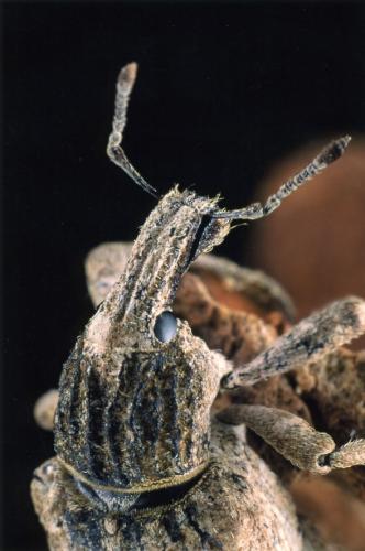 Rhytideres plicatus