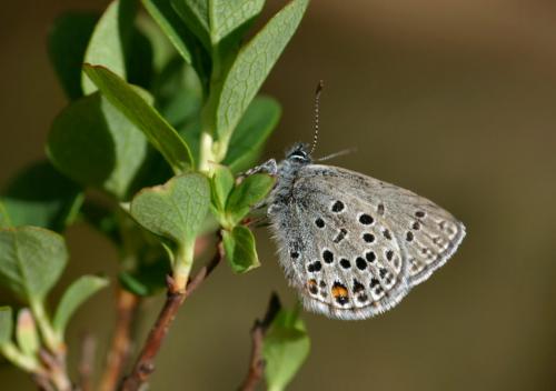 Plebejus optilete