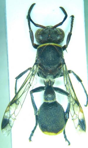 Ropalidia sp.