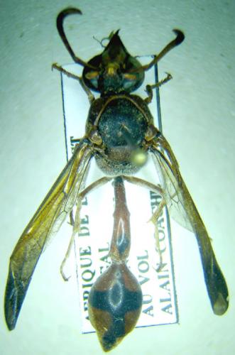 Réf. 28 884 : Delta sp.