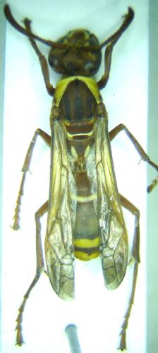 Polistes marginalis