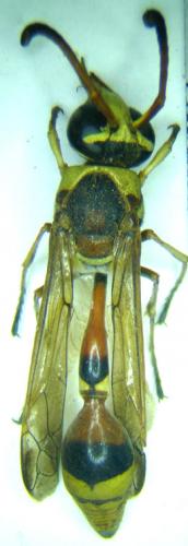 Delta sp.