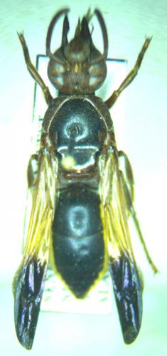 Rhynchium marginellum marginellum