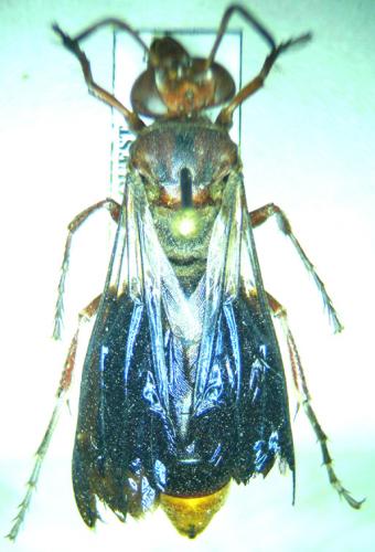 Sphecius sp.