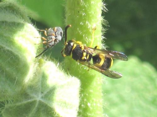 Réf. 28 109 : Ancistrocerus sp.