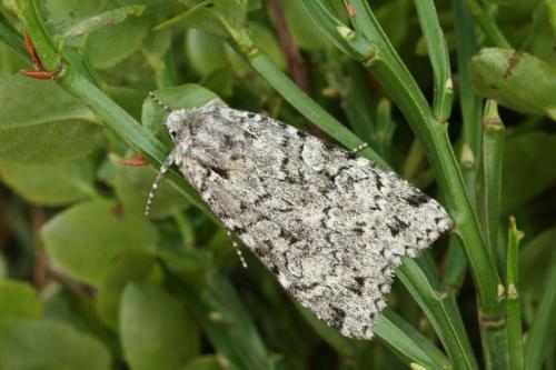 Xestia speciosa