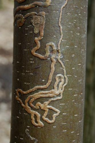 Réf. 28 456 : Ectoedemia longicaudella