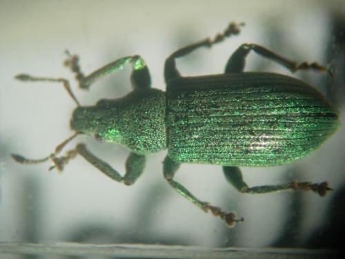 Réf. 28 595 : Polydrusus pyrenaeus