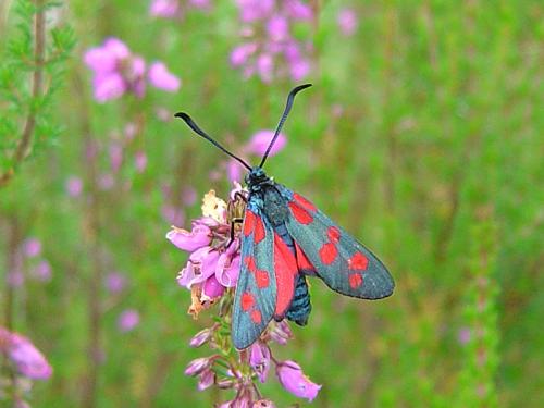 Réf. 28 488 : Zygaena filipendulae