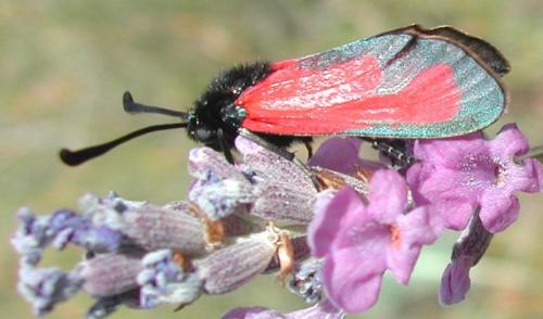 Zygaena erythrus