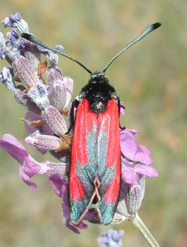 Zygaena erythrus