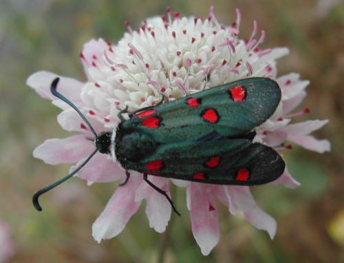 Zygaena lavandulae