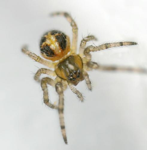 Zygiella sp.