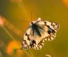 28491 – Photo : Tollari Serge – France (34)