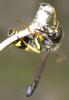 28967 – Photo : Christine DEVILLERS – Belgique