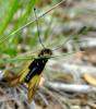Libelloides coccajus