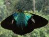 28786 – Photo : Alexandre Vinot – Suriname