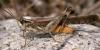 28770 – Photo : Arthropa - Benoit Martha – France (20)