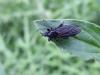 28100 – Photo : Mael Garrin – France (35)