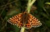 28020 – Photo : Daniel Morel – France (06)