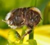 Bombus sp.