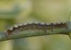 28846 – Photo : jean-claude bernard – France (29)