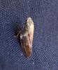 Aphrophora alni