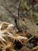 28113 – Photo : Anne Forgues – France (11)