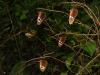 28868 – Photo : Alexandre Vinot – Suriname