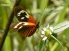 28276 – Photo : Alexandre Vinot – Guyane française