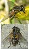 28107 – Photo : Christine DEVILLERS – Belgique