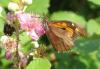 28513 – Photo : Alain d'Alys – France (34)
