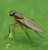 Lonchoptera sp.