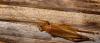 28217 – Photo : Marc Morel – Madagascar