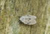 28427 – Photo : jean-claude bernard – France (29)