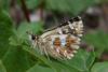 Pyrgus cirsii