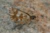Pyrgus foulquieri