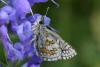 28064 – Photo : Daniel Morel – France (06)