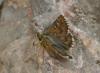 Pyrgus warrenensis