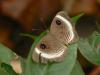 28939 – Photo : Alexandre Vinot – Suriname