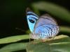28938 – Photo : Alexandre Vinot – Suriname