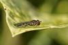 28737 – Photo : jean-claude bernard – France (29)