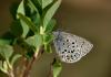 28048 – Photo : Daniel Morel – France (73)