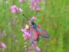 28488 – Photo : jeromebubu – France (47)