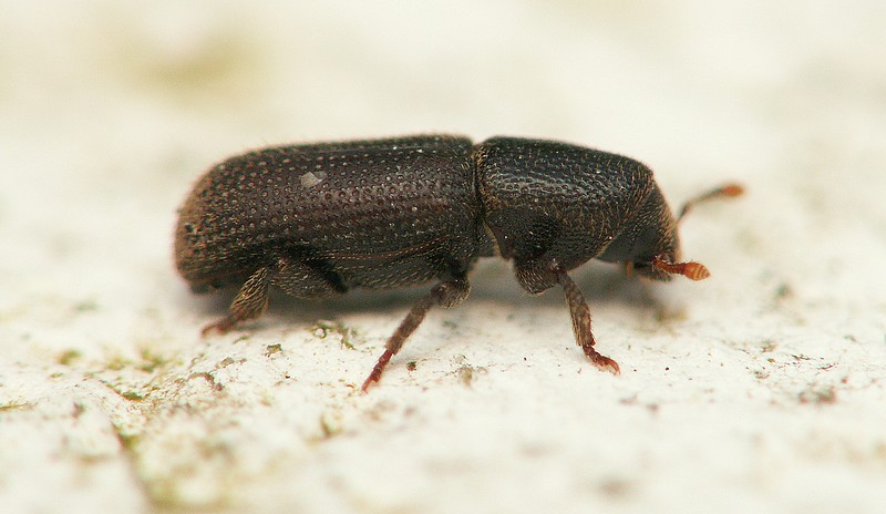 bobgaia - Hylastes sp. - réf. 28495 (800 x 464 pixels, 68 ko)
